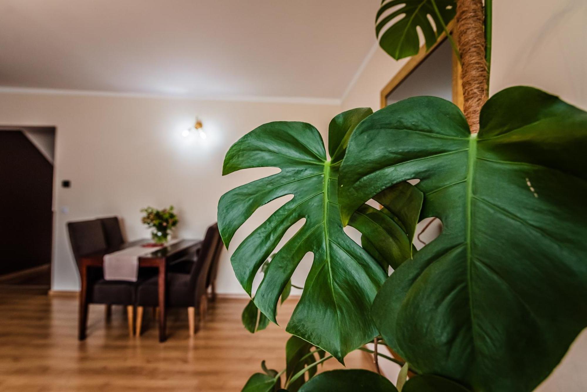 Apartamenty Widok Szczawnica Eksteriør billede